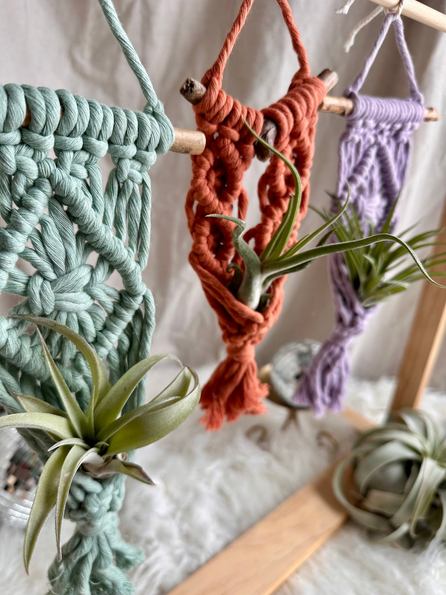 Macrame Air Plant Hanger