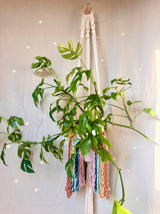 Rainbow Fringe Macrame Plant Hanger